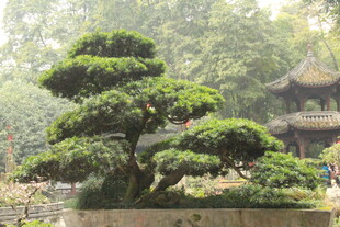 古典庭院中的精致盆景