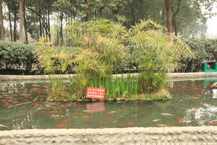 池塘绿植景观
