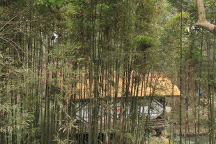 竹林中的古朴小屋