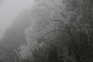 雾中栈道 尽显山林静谧