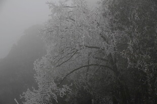 雾中覆雪山林景象