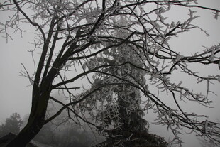 冬日枯树雪景