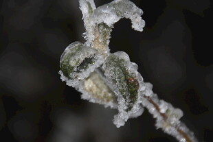 覆霜植物特写
