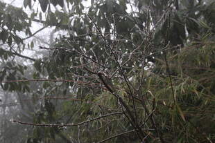雨中朦胧的繁茂枝叶