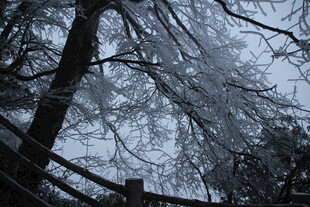 雪覆树木与木栅栏景观