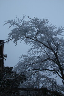 雪覆树枝 冬日清冷景致