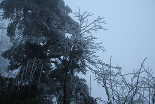 雪覆树木 冬日朦胧景致