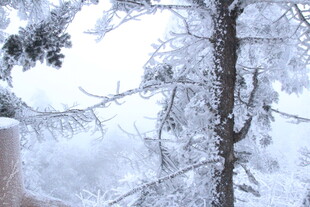 雪覆松枝的冬日美景