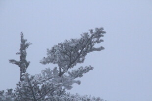 雪覆树枝 尽显自然之美