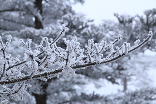 雪覆枝头美景