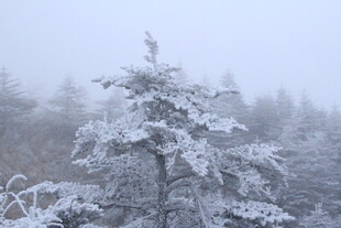 雪覆树木的朦胧冬日景象