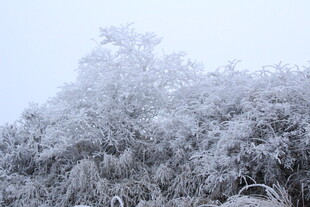 雪覆树木 冬日纯净景致