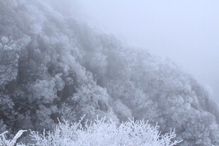 雪覆山林 雾气弥漫之景