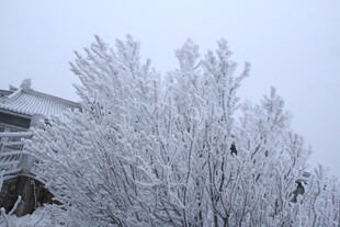 银装素裹的冰雪树木景观