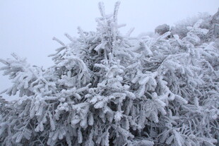 雪覆松枝 冬日美景