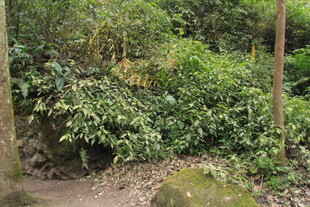 林间繁茂绿植景象