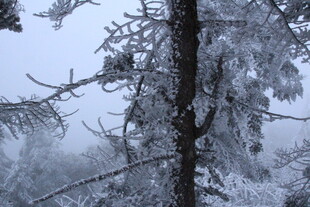 雪覆树木的冬日山林景象