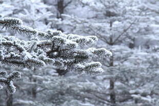 雪覆松枝的冬日美景