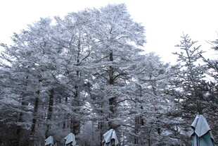 雪覆松林景 游人漫步间