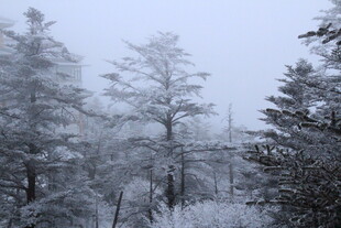 冬日雪覆树林美景