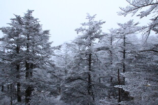 雪覆森林美景