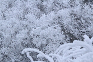 雪覆树枝的冬日美景