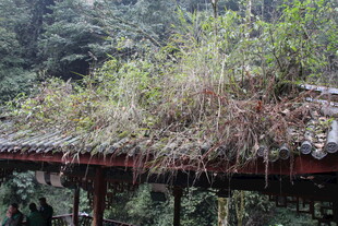 屋顶覆绿植的山间建筑