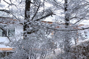 冬日覆雪树木景致
