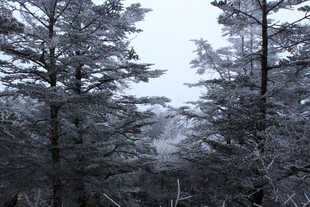 冬日雪覆树林美景