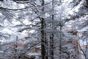雪覆松枝 冬日静谧景致