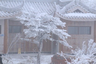 雪覆庭院树景