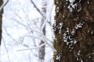 雪覆树干 冬日自然景致