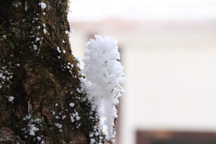 树干上的晶莹冰雪景观