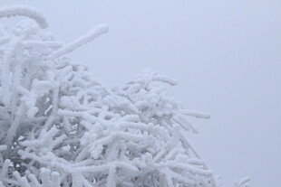 雪覆树枝的冬日美景