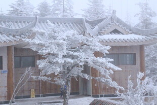 雪覆古宅旁银树