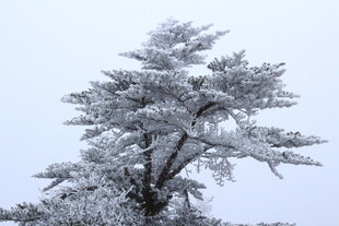 雪覆孤松