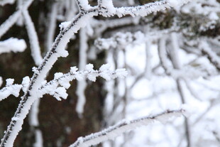 枝头覆雪的冬日景象