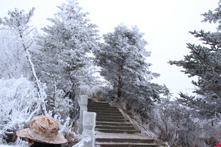 雪覆山林中的石阶景观