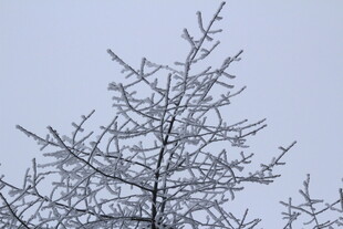 冬日银枝 尽显冰雪之美