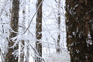 雪覆森林美景