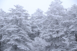 冬日雪景中的银白树林