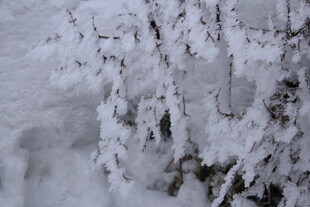 枝头覆雪的冬日景象