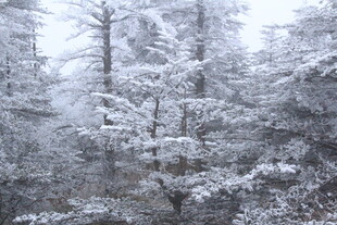 雪覆森林美景