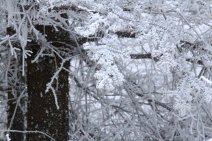 雪覆树枝的冬日景象