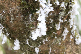 树皮上的薄雪