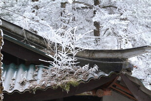 雪覆古建枝头景