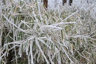 霜覆芦苇 冬日自然景致
