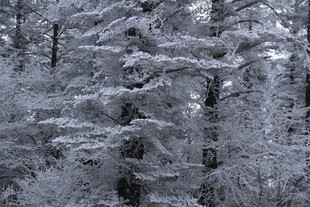 雪覆森林美景