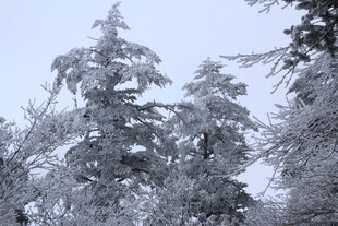 雪覆树木的冬日美景