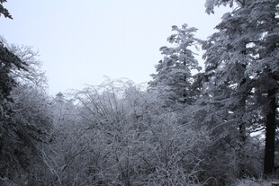 雪覆树林的冬日美景